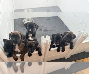 Boxer Puppy for Sale in MILFORD, New Hampshire USA