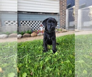 Labrador Retriever Puppy for Sale in CLEVELAND, Ohio USA