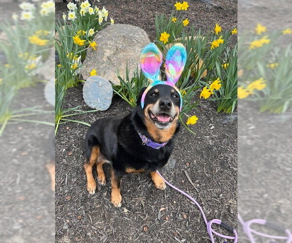 Medium Photo #4 Rottweiler Puppy For Sale in Rockaway, NJ, USA