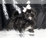 Small Photo #6 Shih Tzu Puppy For Sale in WARSAW, IN, USA