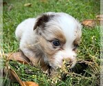 Small #6 Miniature Australian Shepherd