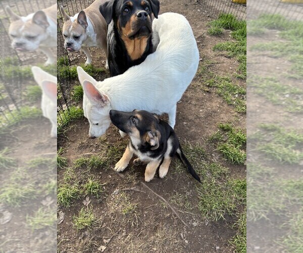 Medium Photo #3 German Shepherd Dog Puppy For Sale in SACRAMENTO, CA, USA
