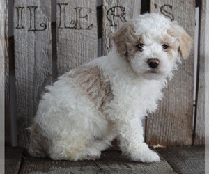 Poodle (Miniature) Puppy for sale in FREDERICKSBURG, OH, USA