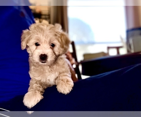 Medium Photo #10 Goldendoodle (Miniature) Puppy For Sale in CAPE CORAL, FL, USA