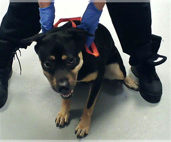 Medium Photo #1 Mutt Puppy For Sale in Fayetteville, NC, USA