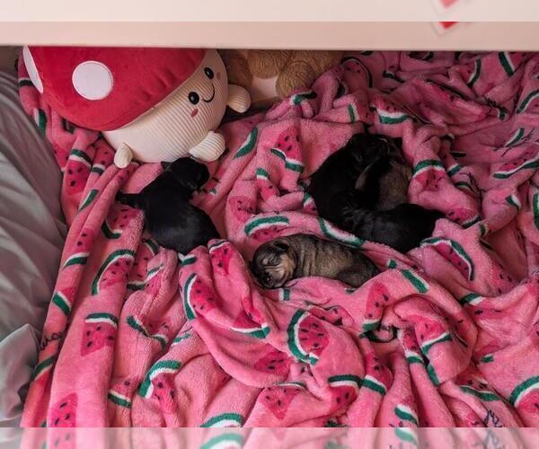Medium Photo #5 Schnauzer (Miniature) Puppy For Sale in LEHIGH ACRES, FL, USA