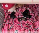 Small Photo #5 Schnauzer (Miniature) Puppy For Sale in LEHIGH ACRES, FL, USA