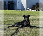 Small #6 Border Collie Mix