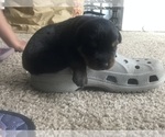 Small #5 Rottweiler