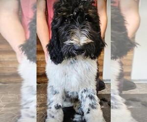 Goldendoodle-Poodle (Standard) Mix Puppy for sale in TARBORO, NC, USA