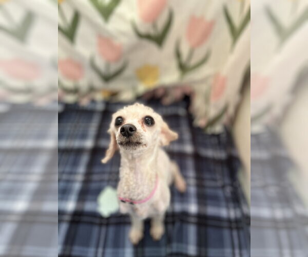 Medium Photo #4 Poodle (Toy)-Unknown Mix Puppy For Sale in Pacolet, SC, USA