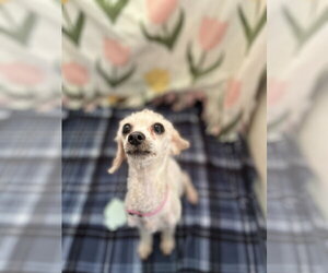 Lydia Sep 26 - Female Poodle (Toy)-Unknown Mix Dog for Adoption - Photo #4