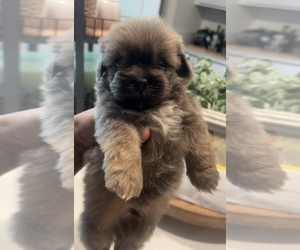 Shih Apso Puppy for sale in TULARE, CA, USA