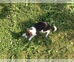 Small Photo #2 Australian Cattle Dog-Jack Russell Terrier Mix Puppy For Sale in HILLSBORO, WI, USA
