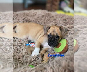 Pug-Unknown Mix Dogs for adoption in Mission Viejo, CA, USA