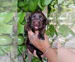 Small Photo #4 Labradoodle Puppy For Sale in NAPLES, FL, USA