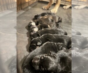German Shepherd Dog Litter for sale in OTTAWA, IL, USA