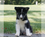 Small Samoyed-Siberian Husky Mix