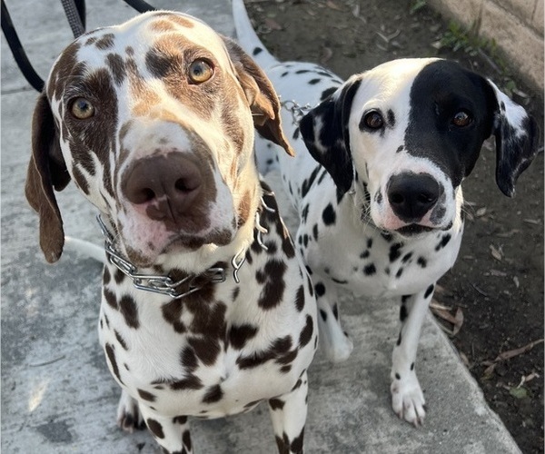 Medium Photo #1 Dalmatian Puppy For Sale in LA PUENTE, CA, USA