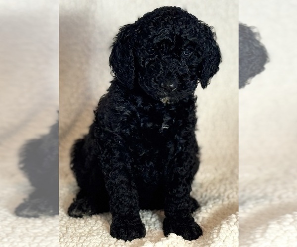 Medium Photo #13 Double Doodle Puppy For Sale in GREENFIELD, IN, USA