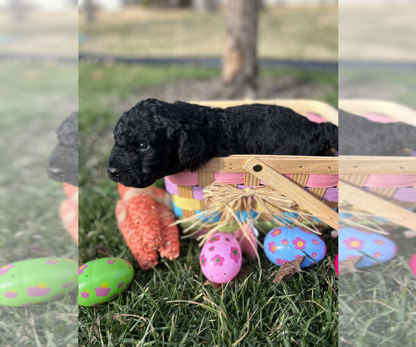 Medium Photo #6 Spanish Water Dog Puppy For Sale in NEW ALBANY, IN, USA