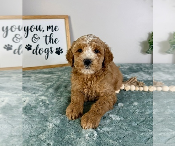 Medium Photo #3 Goldendoodle (Miniature) Puppy For Sale in GREENFIELD, IN, USA