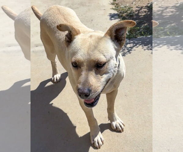 Medium Photo #8 Labrador Retriever-Unknown Mix Puppy For Sale in Corona, CA, USA