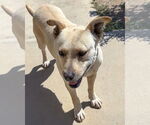 Small #7 Labrador Retriever Mix