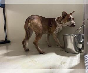 Texas Heeler-Unknown Mix Dogs for adoption in Bakersfield, CA, USA