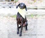Small #32 Plott Hound-Weimaraner Mix
