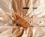 Small Photo #34 Goldendoodle Puppy For Sale in WEST PLAINS, MO, USA