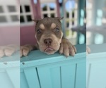 Small #16 American Bully