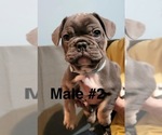 Small Photo #4 French Bulldog Puppy For Sale in ROCHESTER, MN, USA