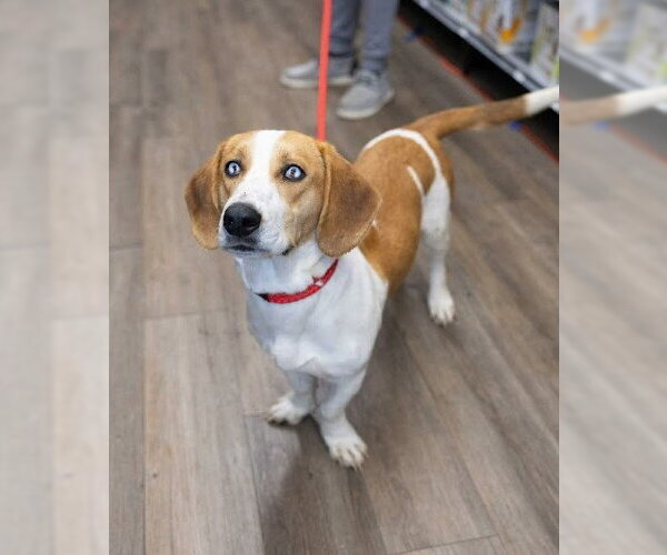 Medium Photo #4 Basset Hound-Unknown Mix Puppy For Sale in Salt Lake City, UT, USA