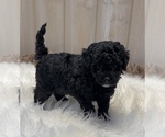 Small #7 Poodle (Miniature)