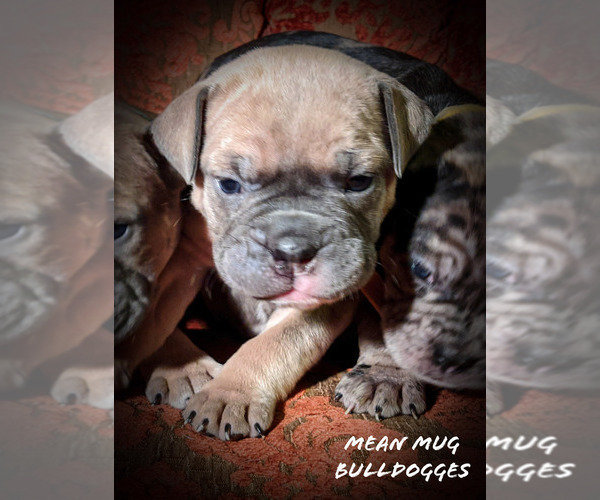 Medium Photo #11 Olde English Bulldogge Puppy For Sale in LOUISVILLE, KY, USA