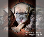 Small Photo #11 Olde English Bulldogge Puppy For Sale in LOUISVILLE, KY, USA