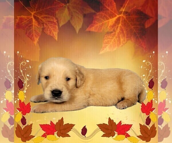Medium Photo #1 Golden Retriever Puppy For Sale in FALCON, CO, USA