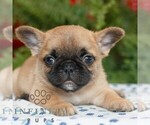 Small #1 French Bulldog