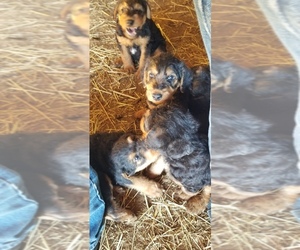 Airedale Terrier Puppy for sale in LAKE CITY, MI, USA
