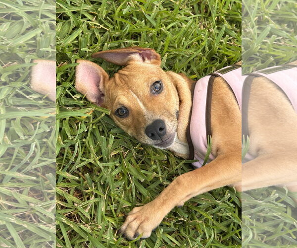 Medium Photo #1 Black Mouth Cur-Unknown Mix Puppy For Sale in Sanford, FL, USA