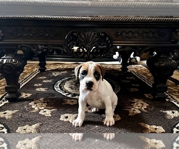Medium Photo #5 Boxer Puppy For Sale in MURRIETA, CA, USA