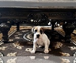 Small Photo #5 Boxer Puppy For Sale in MURRIETA, CA, USA