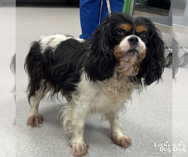Medium Photo #3 Cavalier King Charles Spaniel-Unknown Mix Puppy For Sale in Washington, DC, USA