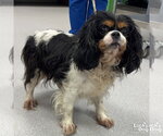 Small #2 Cavalier King Charles Spaniel Mix