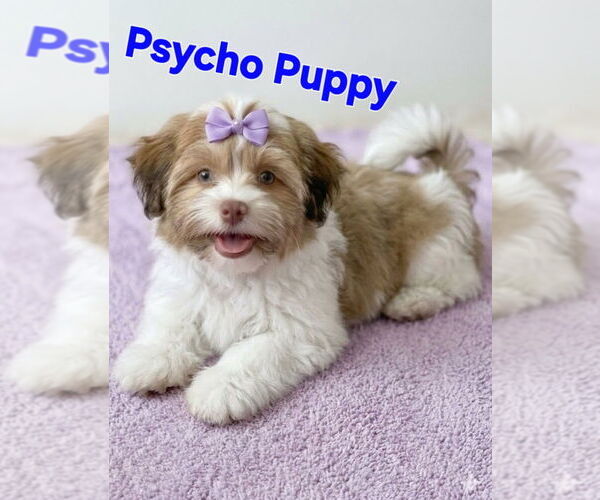 Medium Photo #1 Shih Tzu Puppy For Sale in SENECA, SC, USA