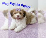 Small Shih Tzu