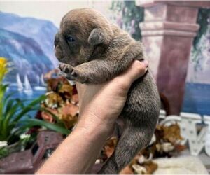 English Bulldog Puppy for sale in OOLOGAH, OK, USA