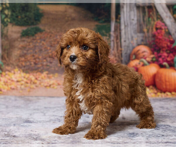 Medium Photo #4 Cavapoo (Miniature) Puppy For Sale in DUNDEE, OH, USA