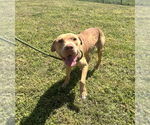 Small #2 Mutt
